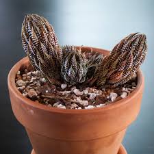 Image result for Haworthia mix