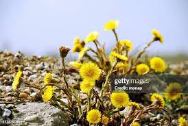 Attēlu rezultāti vaicājumam “Tussilago farfara”