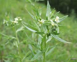 Attēlu rezultāti vaicājumam “Lithospermum officinale leaf”