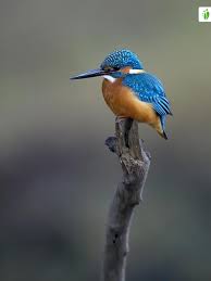 Attēlu rezultāti vaicājumam “Alcedo atthis”