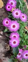 Image result for Mesembryanthemum criniflorum