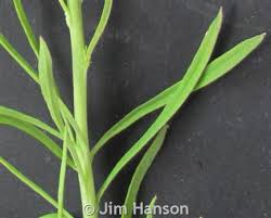 Attēlu rezultāti vaicājumam “Linaria vulgaris leaf”