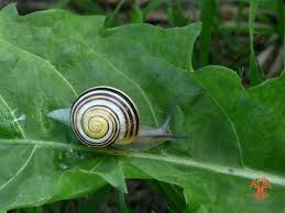 Attēlu rezultāti vaicājumam “Cepaea hortensis”