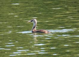 Attēlu rezultāti vaicājumam “Podiceps cristatus juvenile”