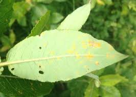 Attēlu rezultāti vaicājumam “Melampsora epitea”