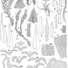 Attēlu rezultāti vaicājumam “Orthotrichum cupulatum var. riparium”