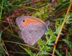 Attēlu rezultāti vaicājumam “Hyponephele lycaon”