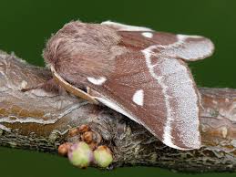 Attēlu rezultāti vaicājumam “Eriogaster lanestris larva”
