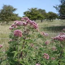 Image result for Eupatorium cannabinum