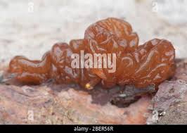 Attēlu rezultāti vaicājumam “Exidia saccharina”