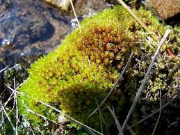 Attēlu rezultāti vaicājumam “Bryum pseudotriquetrum”