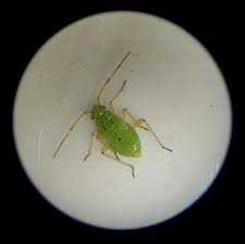 Attēlu rezultāti vaicājumam “Lygus nymph nymph”