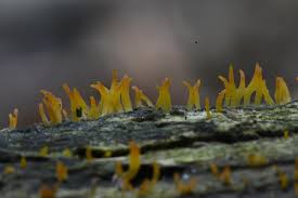Attēlu rezultāti vaicājumam “Calocera glossoides”
