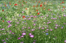 Image result for Kornrade