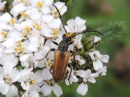 Attēlu rezultāti vaicājumam “Pseudovadonia livida”