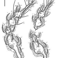 Attēlu rezultāti vaicājumam “Belbodamaeus sp.”