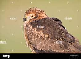 Attēlu rezultāti vaicājumam “Circus pygargus adult”