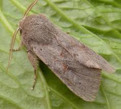 Attēlu rezultāti vaicājumam “Orthosia populeti”