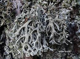 Attēlu rezultāti vaicājumam “Pseudevernia furfuracea”