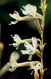 Attēlu rezultāti vaicājumam “Silene tatarica”