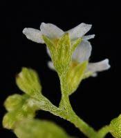 Attēlu rezultāti vaicājumam “Myosotis laxa subsp. baltica”