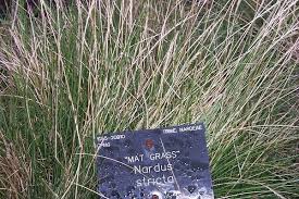 Attēlu rezultāti vaicājumam “Nardus stricta fruit”