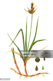 Attēlu rezultāti vaicājumam “Carex arenaria  leaf”