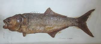 Image result for Pomatomus saltatrix