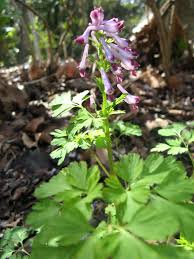 Attēlu rezultāti vaicājumam “Corydalis cava fruit”