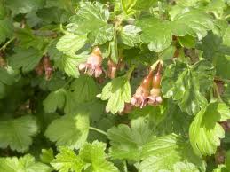 Attēlu rezultāti vaicājumam “Ribes uva-crispa flower”