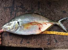 Image result for Pseudocaranx dentex