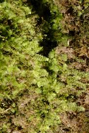 Attēlu rezultāti vaicājumam “Calypogeia suecica”