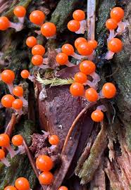 Attēlu rezultāti vaicājumam “Hemitrichia sordivesiculosa macro”