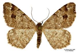 Attēlu rezultāti vaicājumam “Macaria signaria”