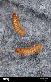 Attēlu rezultāti vaicājumam “Anthrenus sp. larva”