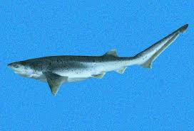 Image result for Notorynchus cepedianus