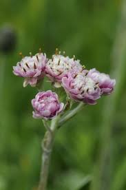 Attēlu rezultāti vaicājumam “Antennaria dioica fruit”