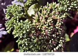 Attēlu rezultāti vaicājumam “Hylotelephium telephium bud”