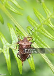 Attēlu rezultāti vaicājumam “Pentatoma rufipes”