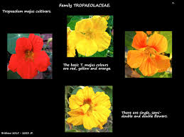 Attēlu rezultāti vaicājumam “Tropaeolaceae”