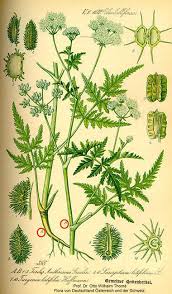 Attēlu rezultāti vaicājumam “Torilis japonica leaf”