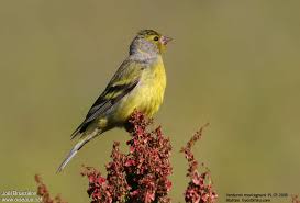 Image result for Carduelis citrinella