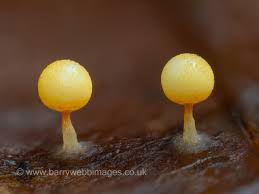 Attēlu rezultāti vaicājumam “Trichia ambigua stalked”