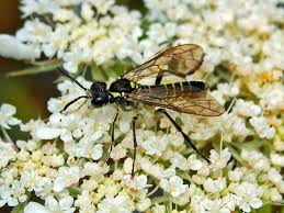 Attēlu rezultāti vaicājumam “Tenthredinidae”