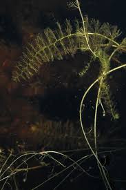 Attēlu rezultāti vaicājumam “Utricularia intermedia leaf”