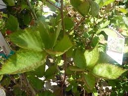 Attēlu rezultāti vaicājumam “Rubus plicatus flower”