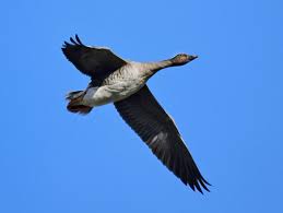 Image result for Anser fabalis