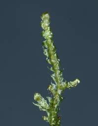 Attēlu rezultāti vaicājumam “Breidleria pratensis”