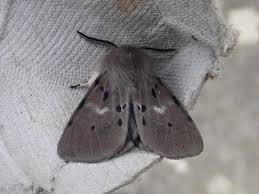 Attēlu rezultāti vaicājumam “Diaphora mendica female”