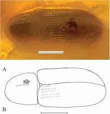 Attēlu rezultāti vaicājumam “Hylastes sp.”